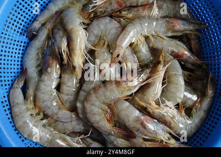 Crevettes fraîches dans un panier en plastique bleu sur un étal de marché Banque D'Images