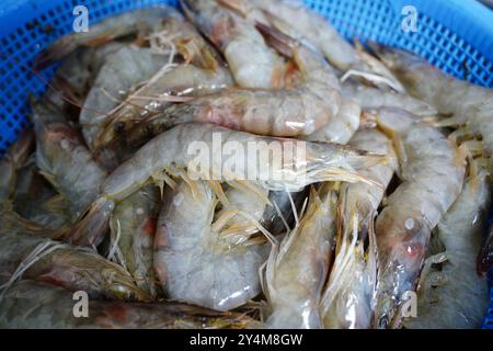 Crevettes fraîches dans un panier en plastique bleu sur un étal de marché Banque D'Images