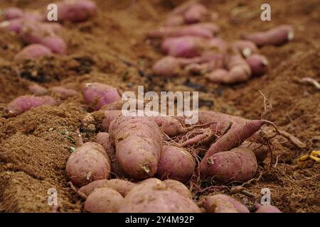 Patates douces fraîchement creusées sur le terrain Banque D'Images