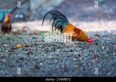 Certains coqs énergiques errent librement dans les montagnes, entourés de verdure luxuriante et de murs de pierre. Les poulets affichent leurs plumes colorées. Nouveau T Banque D'Images