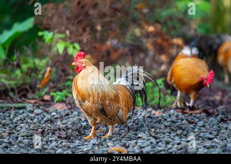 Certains coqs énergiques errent librement dans les montagnes, entourés de verdure luxuriante et de murs de pierre. Les poulets affichent leurs plumes colorées. Nouveau T Banque D'Images