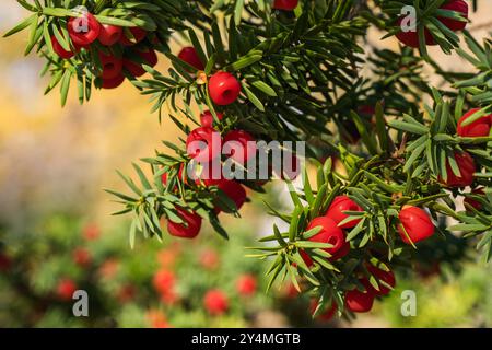 Baies rouges sur fond de feuilles vertes. Feuilles vertes avec baies rouges. Gros plan. Rasfocus. Carte postale. Taxus baccata Banque D'Images