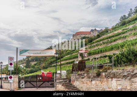 Vignoble Herzoglicher (Weinberg) avec le château de Neuenburg (Schloss Neuenburg) en arrière-plan, Freyburg, Saxe Anhalt, Allemagne Banque D'Images