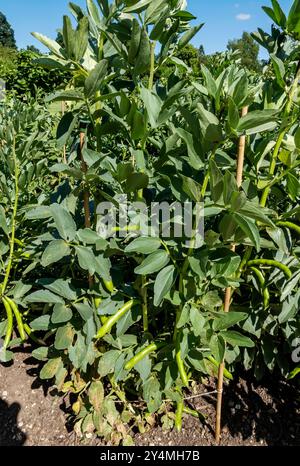 Fèves de haricots 'Aquadulce Claudia' plantes cultivées dans le potager en été Angleterre Royaume-Uni GB Grande-Bretagne Banque D'Images