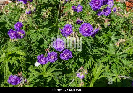 Gros plan de hardy géranium fleur violette fleurs fleurs plante vivace en été frontière Angleterre Royaume-Uni GB Grande-Bretagne Banque D'Images