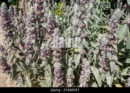 Agneau oreille 'Silver Carpet' fleurs (Stachys byzantina) plante dans le jardin dans la frontière d'été Flowerbed England UK United Kingdom GB Great Britain Banque D'Images