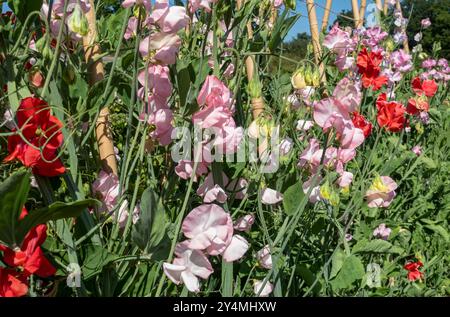 Gros plan de fleurs de pois grimpants roses et rouges mélangés (lathyrus odoratus) poussant sur un support de plante dans le jardin d'été Angleterre Royaume-Uni Grande-Bretagne Banque D'Images