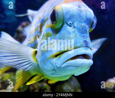 Sailailailfin Snapper (Symphorichthys spilurus) gros plan dans un environnement sous-marin vibrant. Banque D'Images