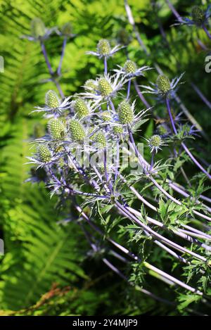 Eryngium bourgatii, houx de la mer Méditerranée, avec des fleurs épaisses de chardon bleu et feuillage vert à la lumière naturelle. Banque D'Images