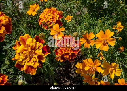 Gros plan de fleurs orange de tagetes de souci français poussant dans le jardin frontière de parterre de fleurs été Angleterre Royaume-Uni GB Grande-Bretagne Banque D'Images