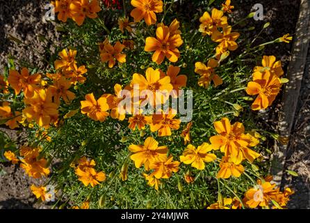 Gros plan de fleurs orange de tagetes de souci français poussant dans le jardin frontière de parterre de fleurs été Angleterre Royaume-Uni GB Grande-Bretagne Banque D'Images