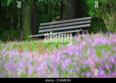 banc sous les arbres entouré de fleurs violettes de bruyère dans une zone sereine et boisée. Banque D'Images