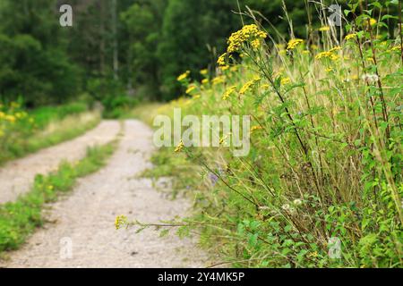 Tansy (Tanacetum vulgare) à côté du chemin dans la campagne verdoyante, menant dans la forêt dense pendant l'été. Banque D'Images