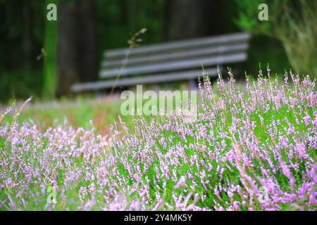 banc sous les arbres entouré de fleurs violettes de bruyère dans une zone sereine et boisée. Banque D'Images