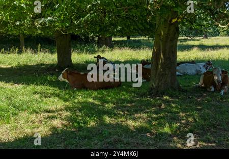 Troupeau de vaches bovines se reposant à l'ombre des arbres dans un champ sur des terres agricoles en été Angleterre Royaume-Uni GB Grande-Bretagne Banque D'Images