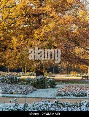 Premier gel dans le parc municipal d'automne. Fleurs dans le parterre de fleurs gelé. Couvert de gel jaune, feuillage vert des arbres et des arbustes. Changement de saisons. Banque D'Images