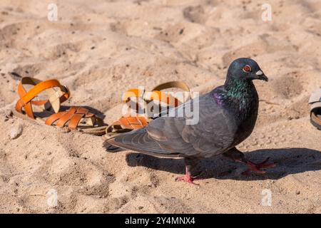 Vacances d'été en mer. Enfants, chaussures orange sur la plage. Sable. Mer. Repos. Vacances. sur le sable blanc. A côté de lui se trouve un pigeon. Sable. Mer. Vacances Banque D'Images