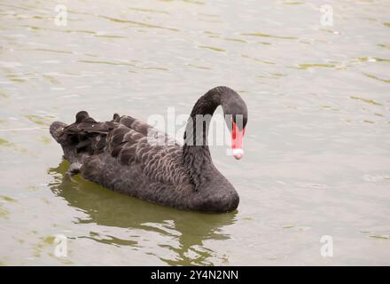 Black Swan dans un étang Banque D'Images