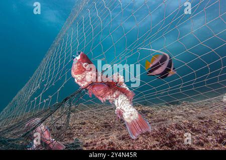 Les filets de pêche fantômes accrochés sur le récif tuent les poissons Banque D'Images