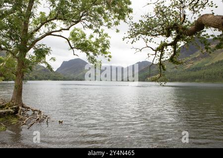 Arbres le long des rives du lac Buttermere dans le Lake District. Banque D'Images