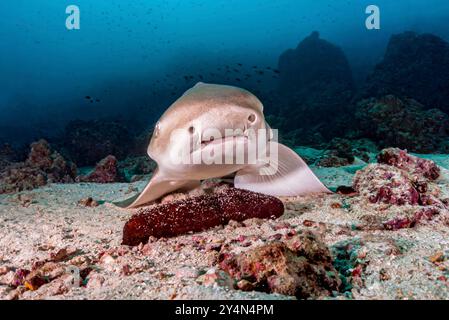 Requin zèbre reposant sur les fonds marins Banque D'Images