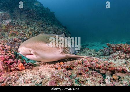 Requin zèbre reposant sur les fonds marins Banque D'Images