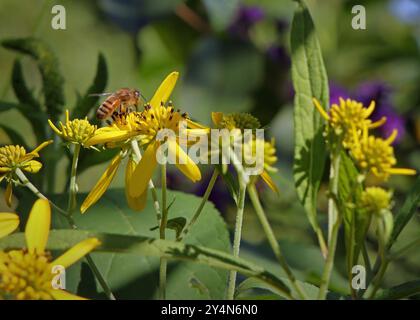 Gros plan d'une abeille de miel assise sur une fleur jaune Banque D'Images
