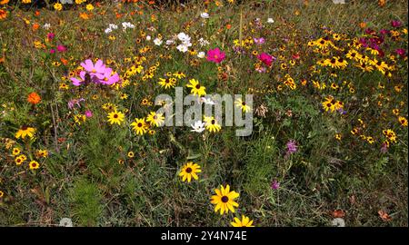 Fleurs sauvages dispersées dans un jardin fleuri avec des jaunes. oranges, roses, violets et blancs dans la vue Banque D'Images