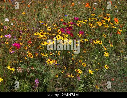 Fleurs sauvages dispersées dans un jardin fleuri avec des jaunes. oranges, roses, violets et blancs dans la vue Banque D'Images