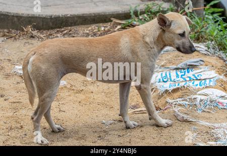 chien errant Banque D'Images