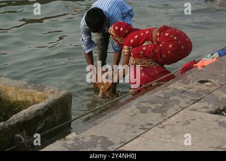 Varanasi, Uttar Pradesh / Inde - 9 mai 2015 : Un couple baigne ses chèvres domestiquées dans les eaux du Saint Gange. Banque D'Images