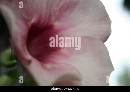 Vadodara, Gujarat / Inde - 6 juillet 2006 : gros plan de la fleur violette d'allamanda dans le jardin. Banque D'Images