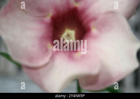 Vadodara, Gujarat / Inde - 6 juillet 2006 : gros plan de la fleur violette d'allamanda dans le jardin. Banque D'Images