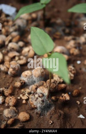 Vadodara, Gujarat / Inde - 6 juillet 2006 : Une petite plante dans le sol humide dans le jardin. Banque D'Images