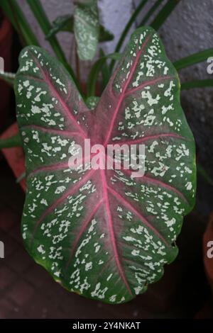 Vadodara, Gujarat / Inde - 6 juillet 2006 : gros plan d'une feuille de la plante à fleurs de caladium dans le jardin. Banque D'Images