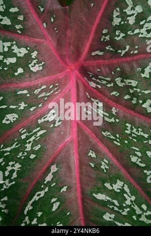 Vadodara, Gujarat / Inde - 6 juillet 2006 : gros plan d'une feuille de la plante à fleurs de caladium dans le jardin. Banque D'Images