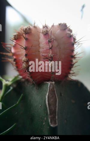 Vadodara, Gujarat / Inde - 6 juillet 2006 : boule de caoutchouc ou plante de cactus à chapeau rouge dans le jardin. Banque D'Images