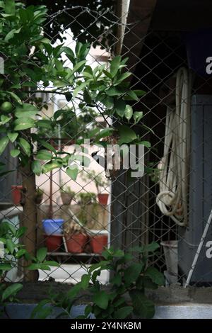 Vadodara, Gujarat / Inde - 6 juillet 2006 : Violet sunbird avec le nid dans la cour près de la maison. Banque D'Images