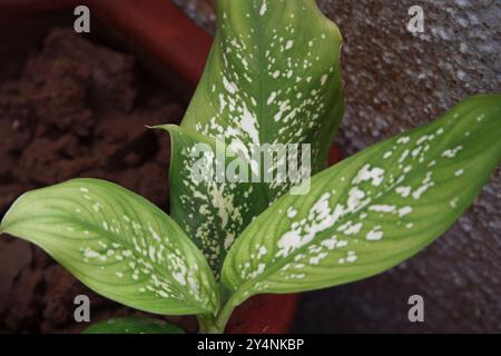 Vadodara, Gujarat / Inde - 6 juillet 2006 : la vue des feuilles de la plante Dieffenbachia dans le jardin. Banque D'Images