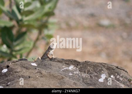 Navagam, Gujarat / Inde - 14 novembre 2007 : Un lézard sur un rocher près du barrage Sardar Sarovar. Banque D'Images