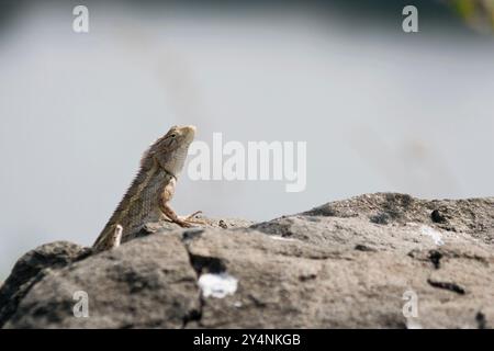 Navagam, Gujarat / Inde - 14 novembre 2007 : Un lézard sur un rocher près du barrage Sardar Sarovar. Banque D'Images