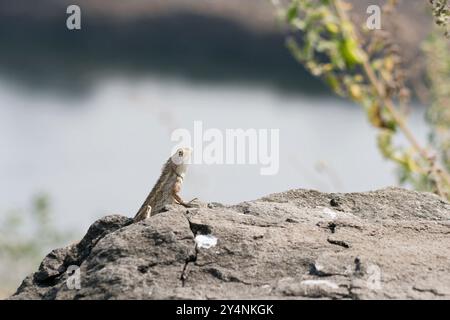 Navagam, Gujarat / Inde - 14 novembre 2007 : Un lézard sur un rocher près du barrage Sardar Sarovar. Banque D'Images