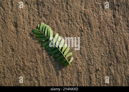 Navagam, Gujarat / Inde - 14 novembre 2007 : gros plan sur la feuille de fougère sur le fond texturé du nord. Banque D'Images