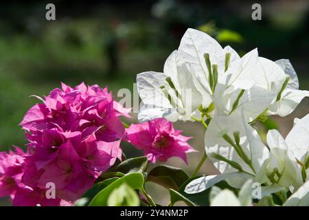 Vadodara, Gujarat / Inde - 24 mars 2010 : vue rapprochée de la fleur de Bougainvillea dans le jardin. Banque D'Images