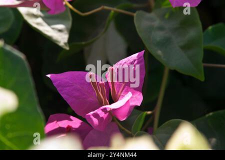 Vadodara, Gujarat / Inde - 24 mars 2010 : vue rapprochée de la fleur de Bougainvillea dans le jardin. Banque D'Images