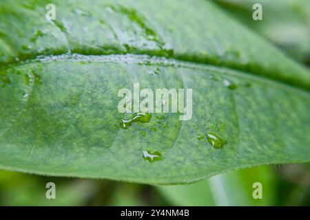 Vadodara, Gujarat / Inde - 9 septembre 2010 : gros plan des gouttes d'eau de pluie sur la feuille verte pendant la mousson. Banque D'Images