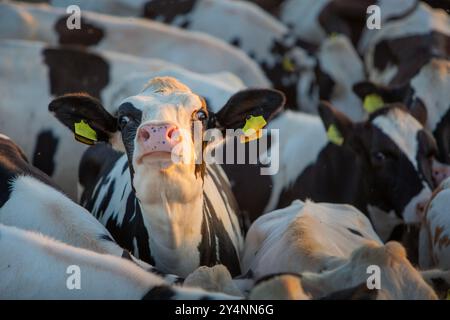 une jeune vache tachetée noire et blanche s'étire la tête entourée d'autres vaches Banque D'Images