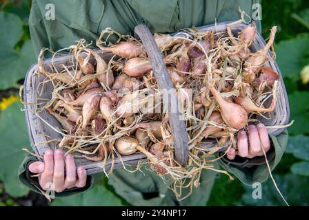 Un jeune garçon avec un trug et récolte d'échalotes, Royaume-Uni. Banque D'Images