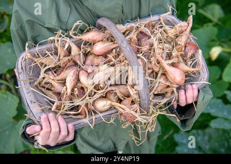 Un jeune garçon avec un trug et récolte d'échalotes, Royaume-Uni. Banque D'Images