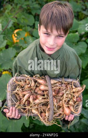 Un jeune garçon avec un trug et récolte d'échalotes, Royaume-Uni. Banque D'Images